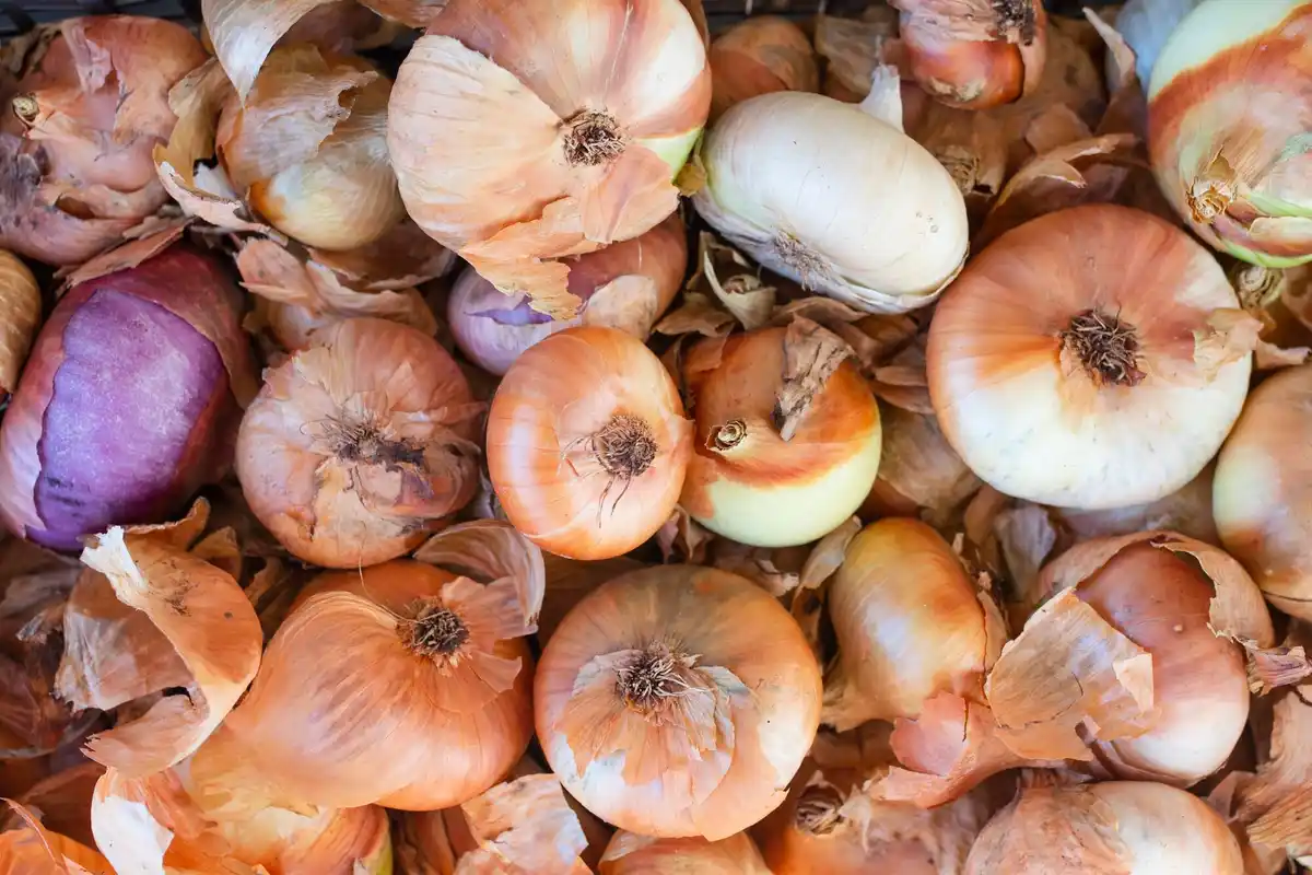 homemade plant fertilizer onion skins compost