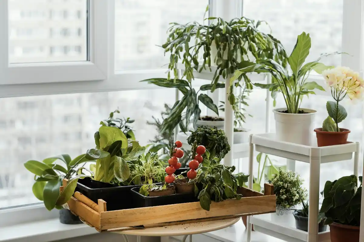 houseplants thriving in Czech apartment indirect sunlight