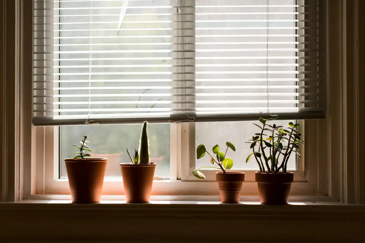 apartment window with houseplants natural light Czech interior