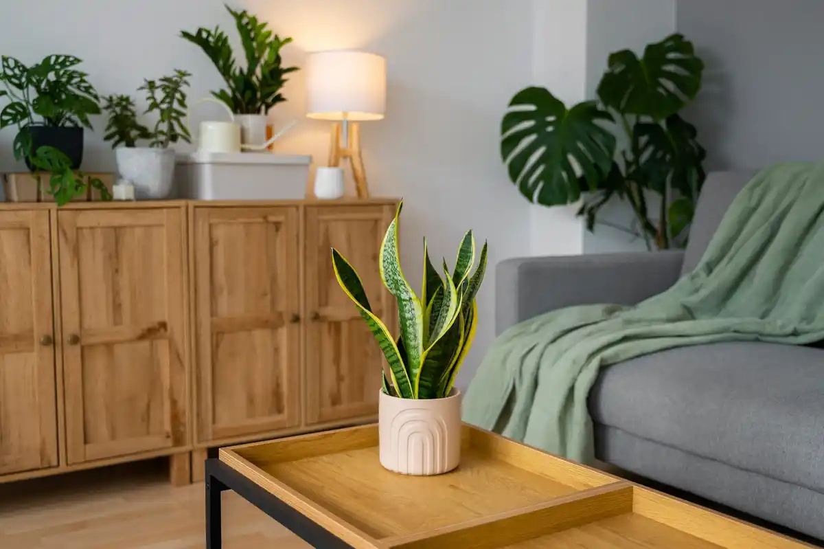 scandinavian living room with plants afternoon light Czech style