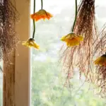overwatered houseplant roots Czech home window