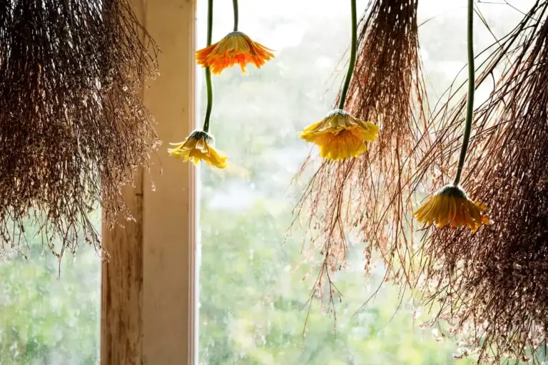 overwatered houseplant roots Czech home window