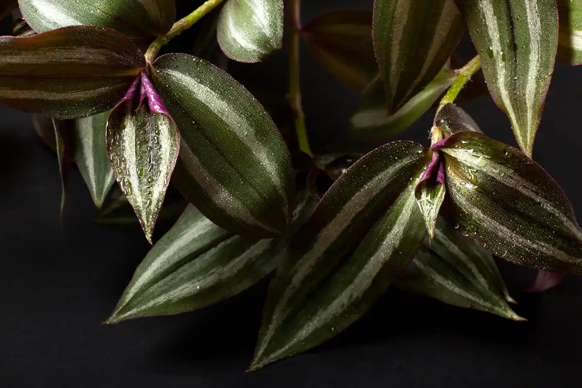 overwatered houseplant soil roots macro