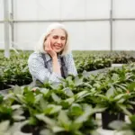 czech senior greenhouse harvest tomatoes plant garden
