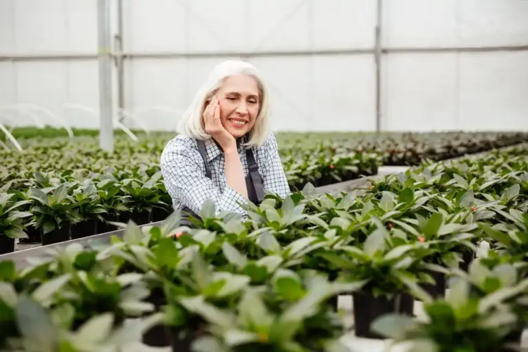 czech senior greenhouse harvest tomatoes plant garden