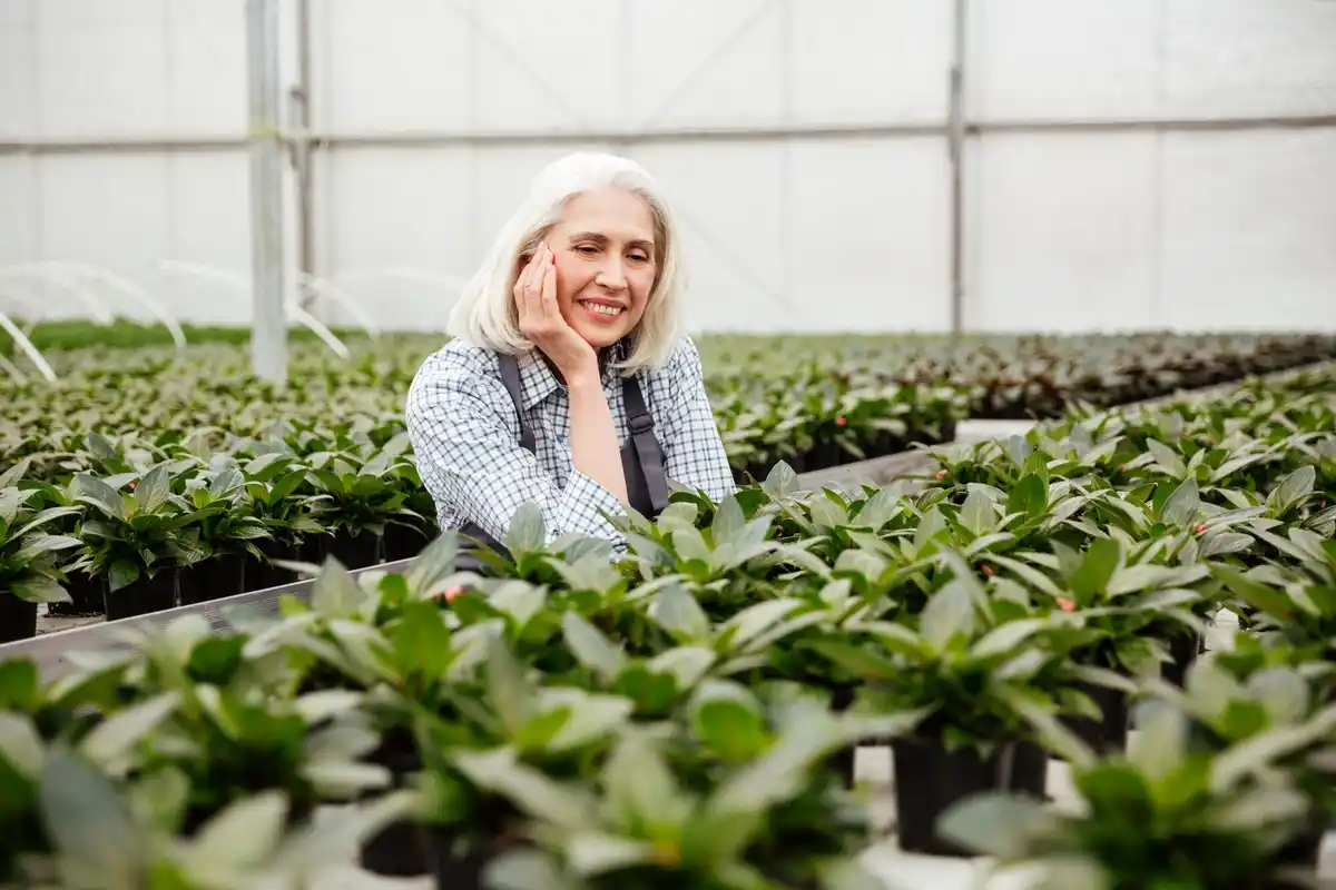 czech senior greenhouse harvest tomatoes plant garden