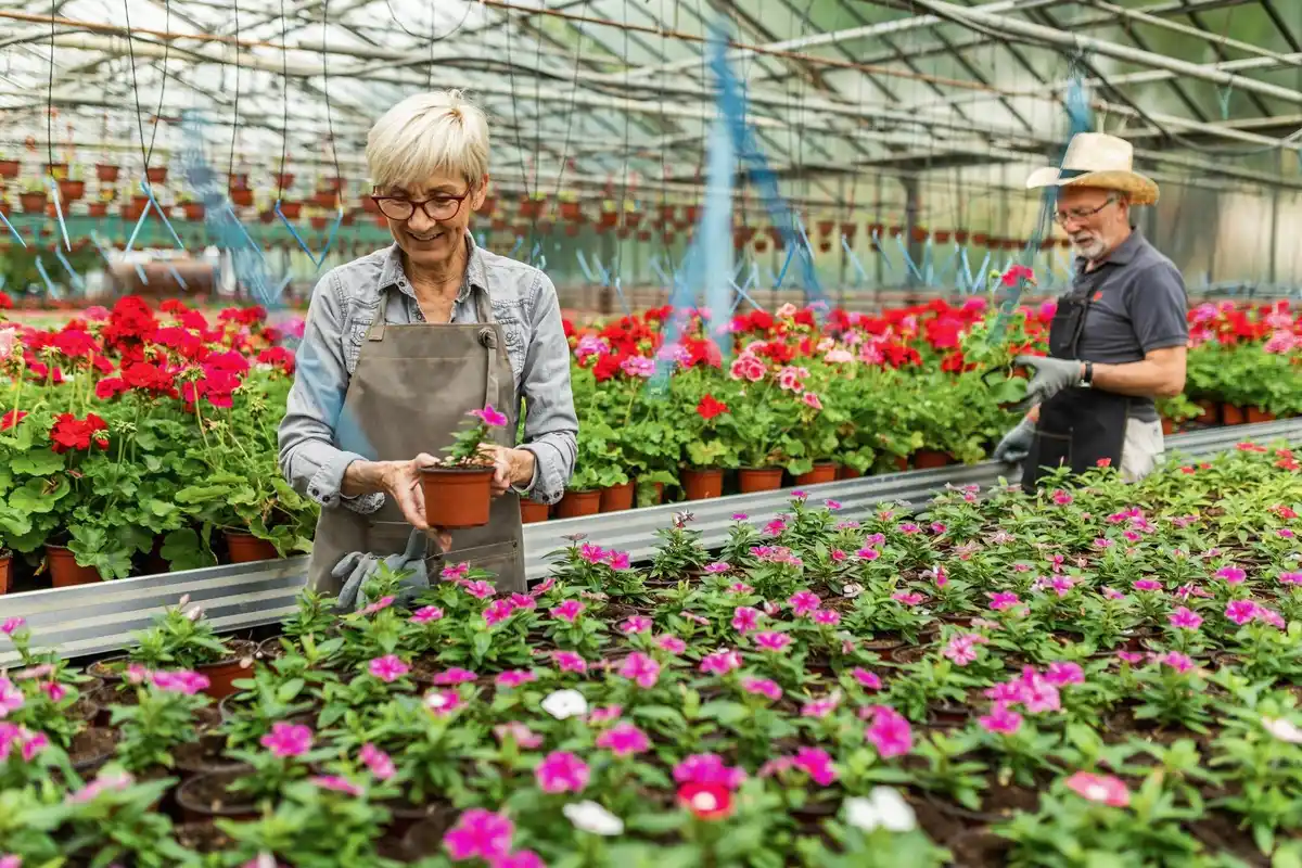 handbuilt greenhouse with old windows czech seniors gardening