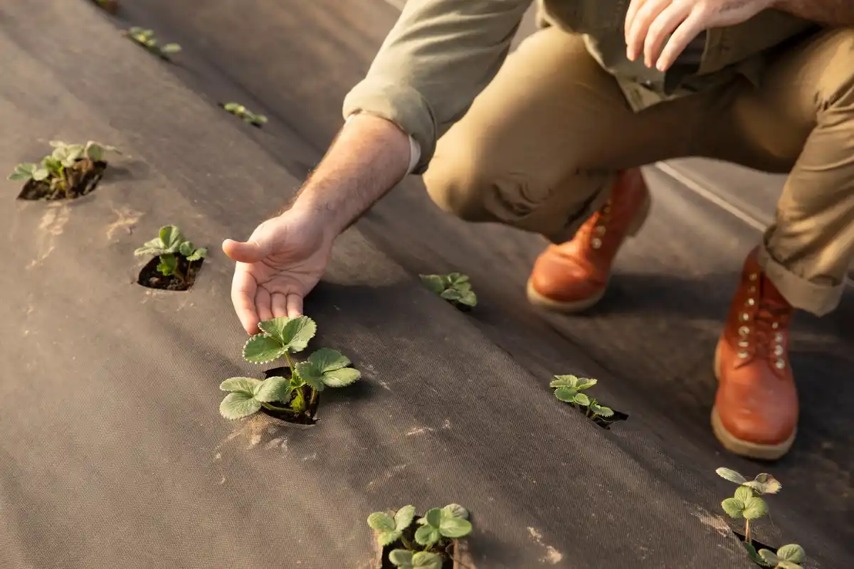 Czech garden soil natural improvement