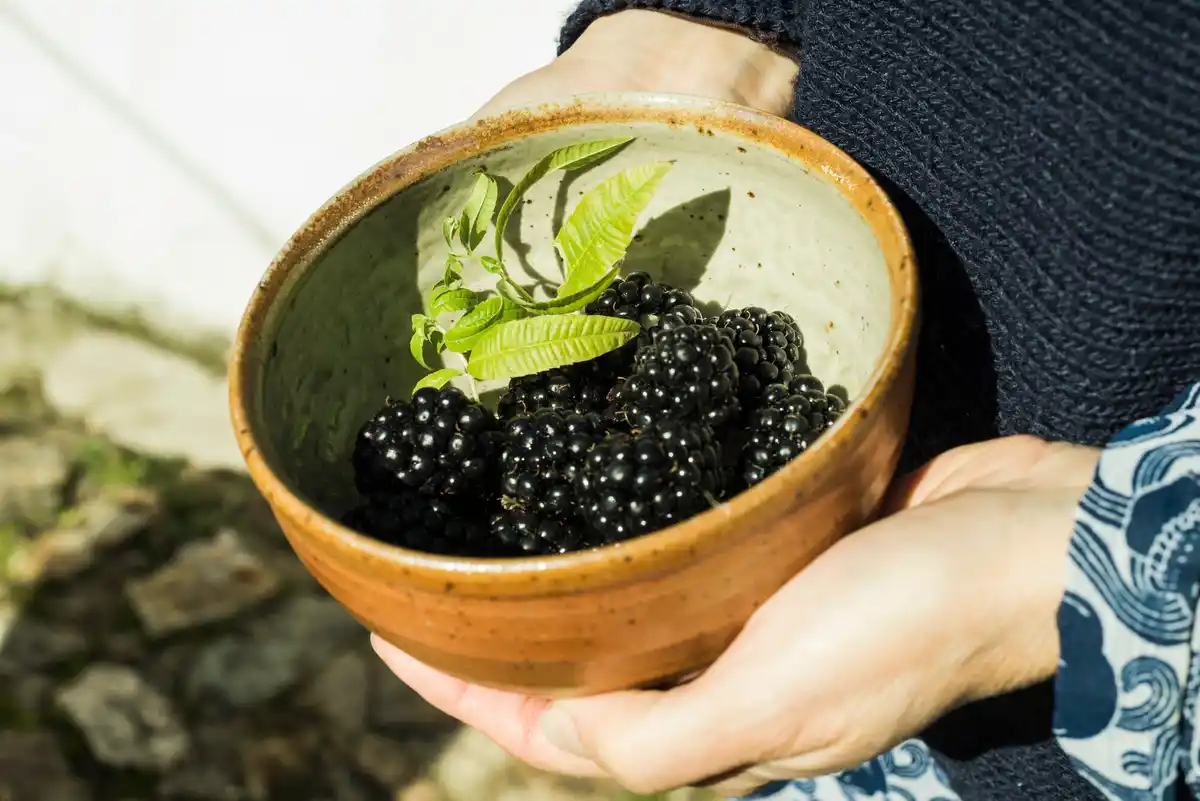 eggshell fertilizer for currant bush Czech garden