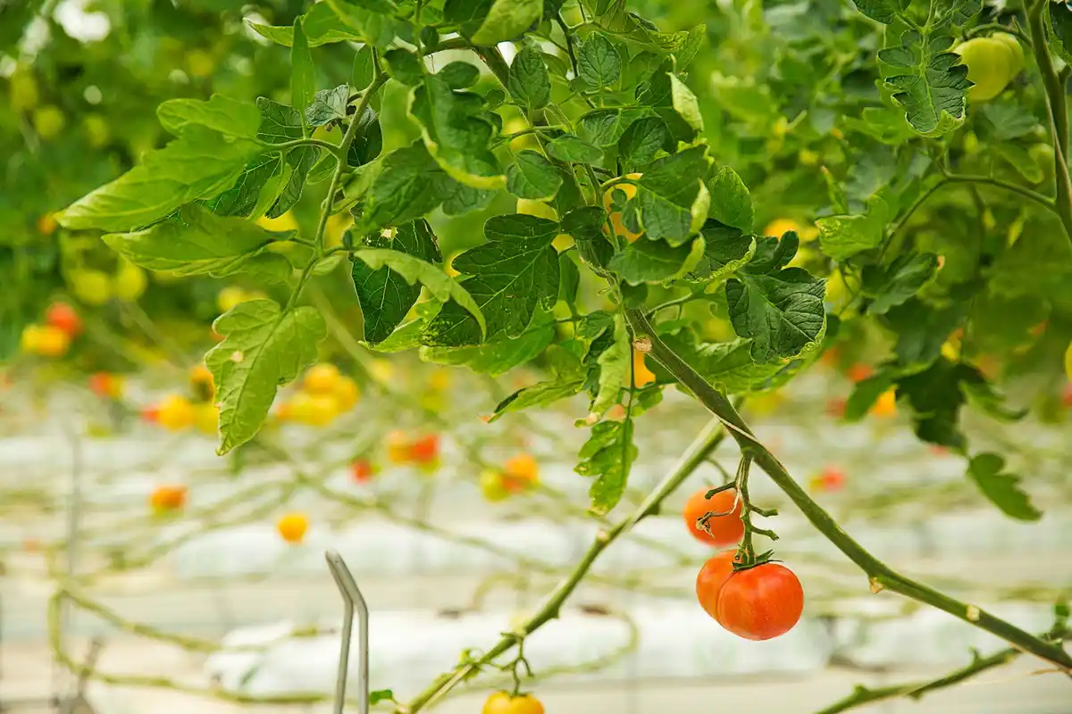 tomato plants with eggshells in Czech garden