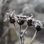 pear freezing frost garden Czech