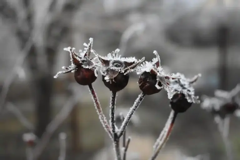 pear freezing frost garden Czech