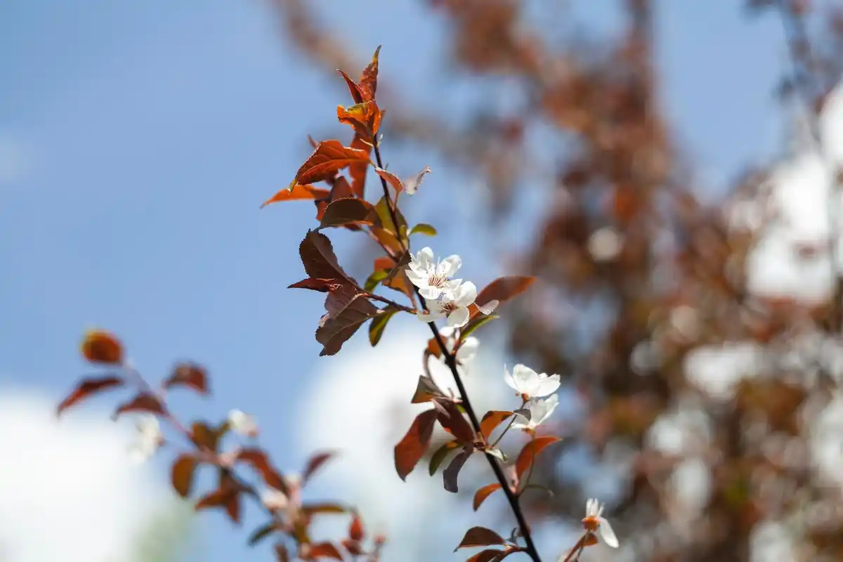 frost damaged pear blossom Czech garden