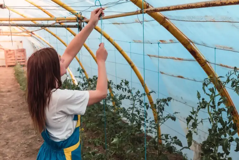 greenhouse condensation problem solution Czech garden