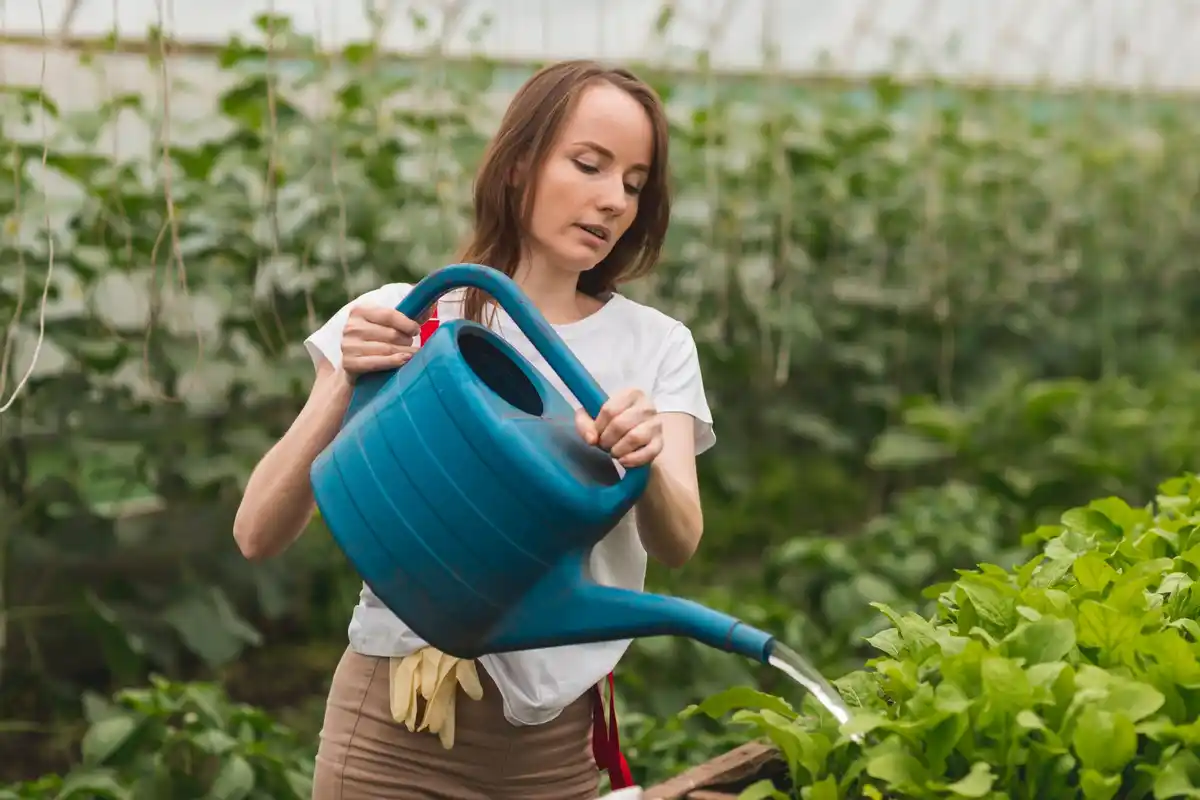 watering can in czech vegetable garden
