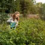 Czech gardener using organic fertilizer in vegetable garden