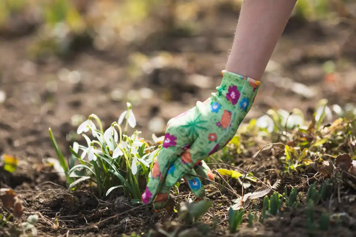 Czech vegetable garden in spring fertilizing