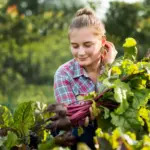 czech vegetable garden may harvest