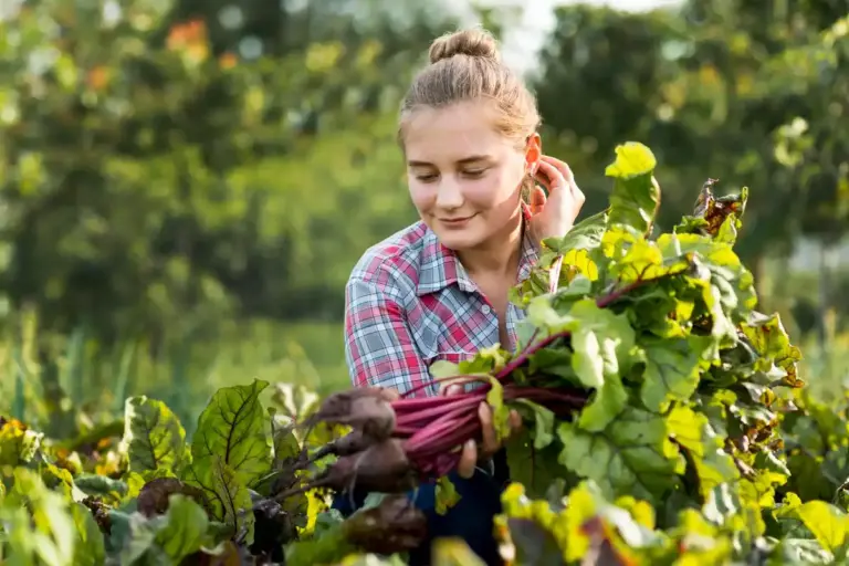 czech vegetable garden may harvest