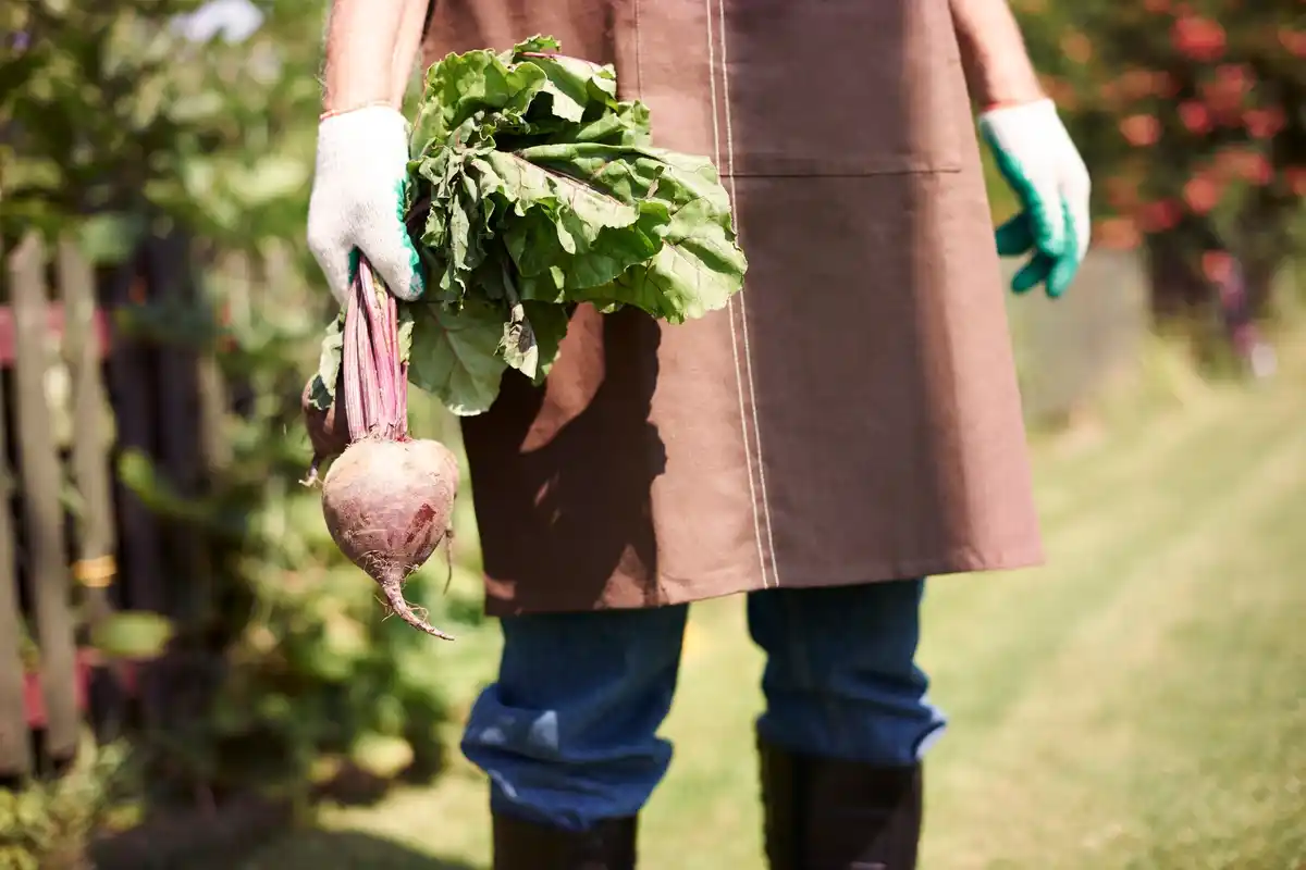 czech vegetable garden in may