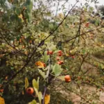 apricot peach trees planted together garden Czech