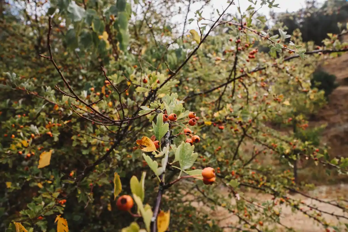 apricot peach trees planted together garden Czech
