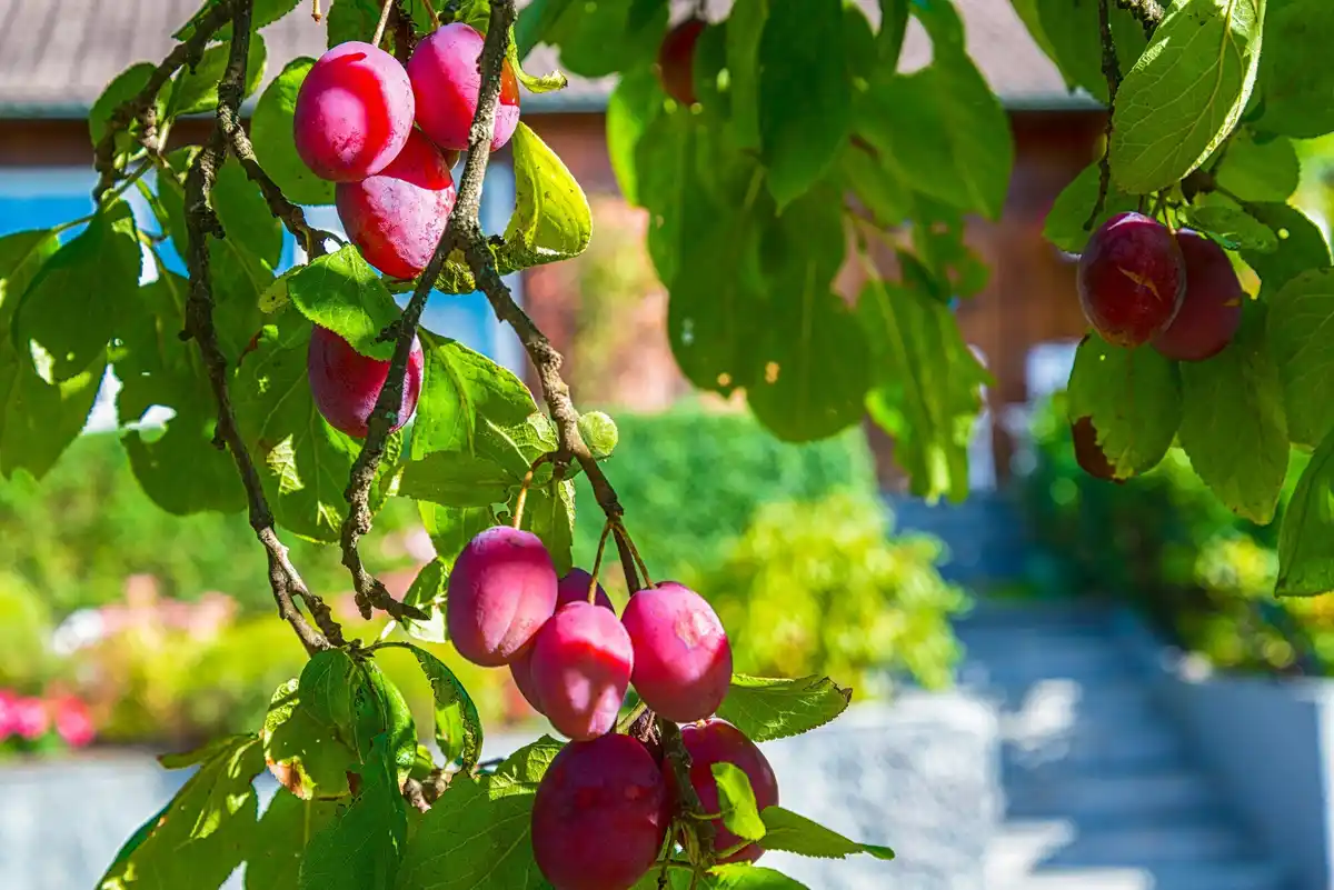 apricot tree and peach tree together garden