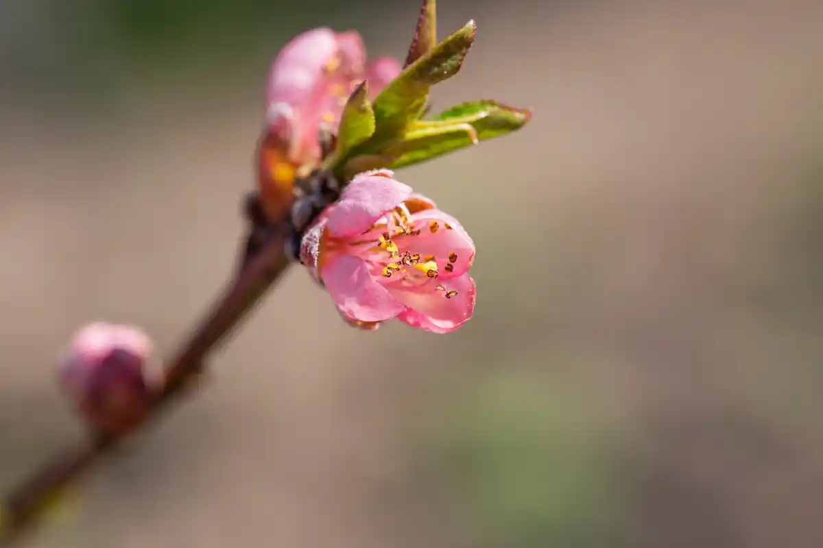 closeup unusual hybrid apricot peach fruit on tree