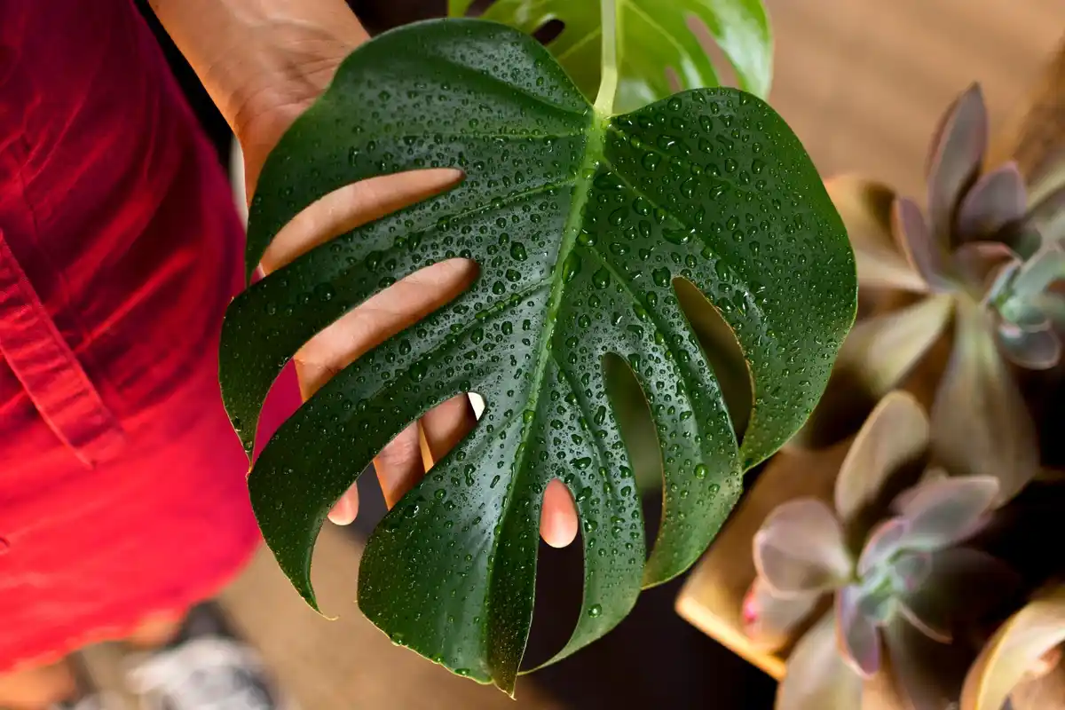 overwatered houseplant mold closeup