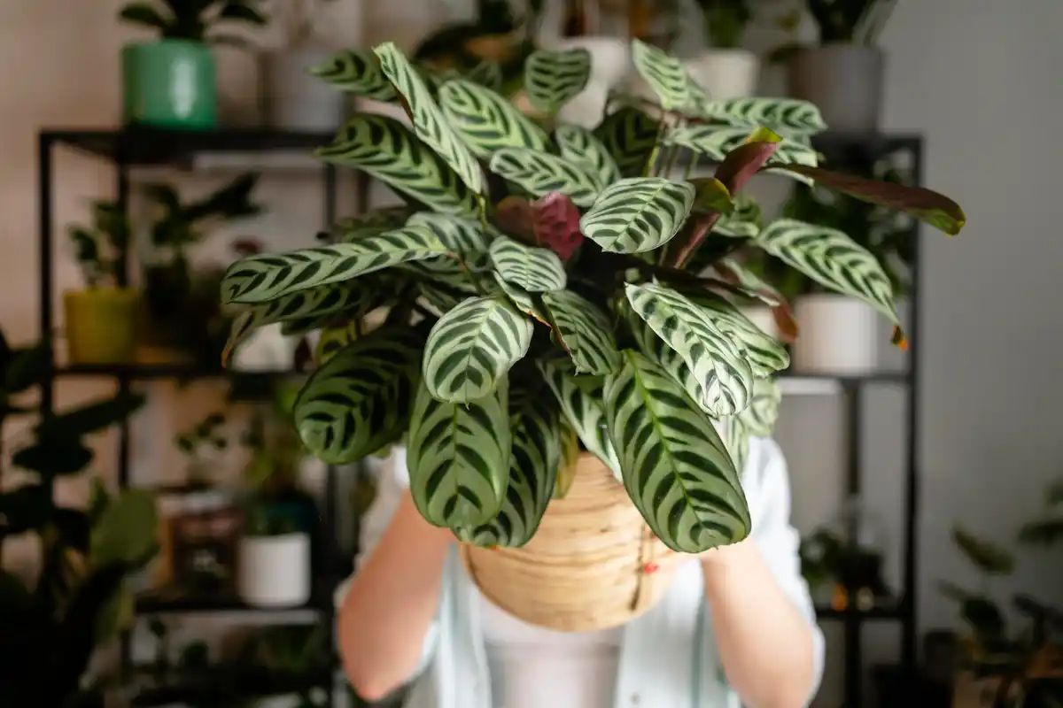 dieffenbachia poisonous plant indoor danger