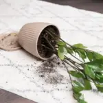 overwatered houseplant roots dying soil