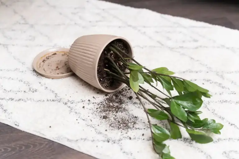 overwatered houseplant roots dying soil