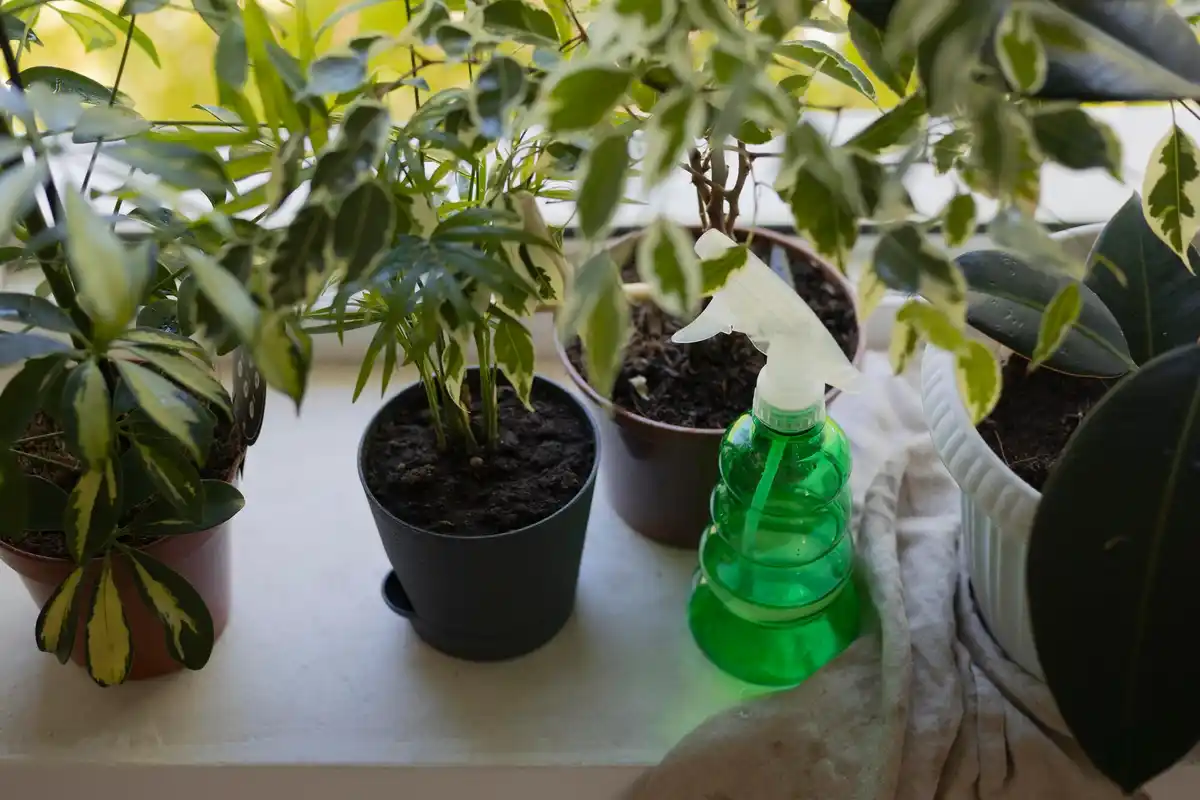 indoor plant care poor lighting overwatering roots