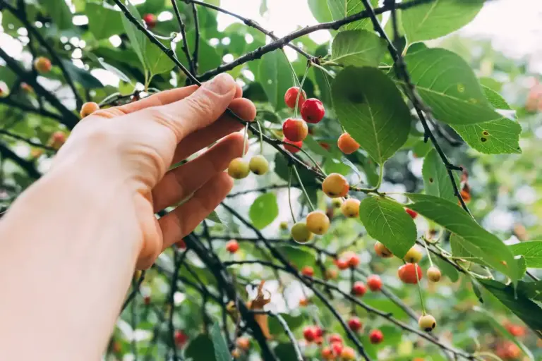 coffee grounds for fruit trees