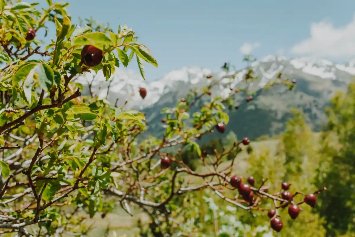 used coffee grounds in fruit orchard