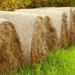 traditional Czech strawberry garden mulch straw old wood
