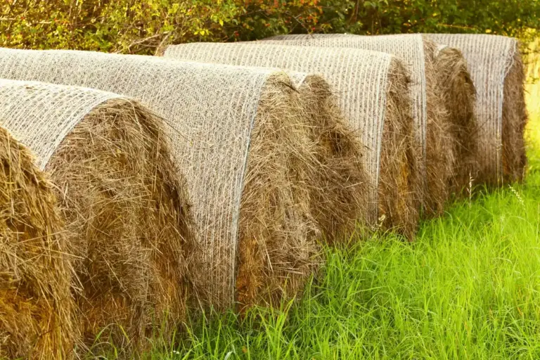 traditional Czech strawberry garden mulch straw old wood