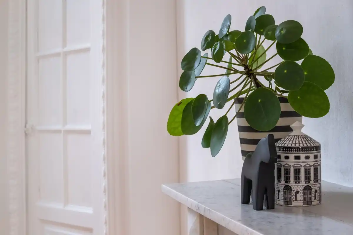 hydroponic plants on windowsill stylish czech apartment