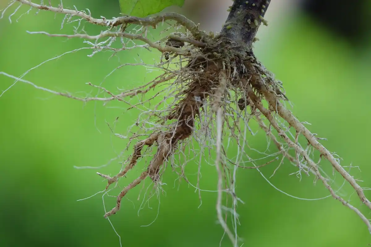 close up damaged plant roots from overfertilizing