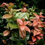 coffee grounds against aphids on plants