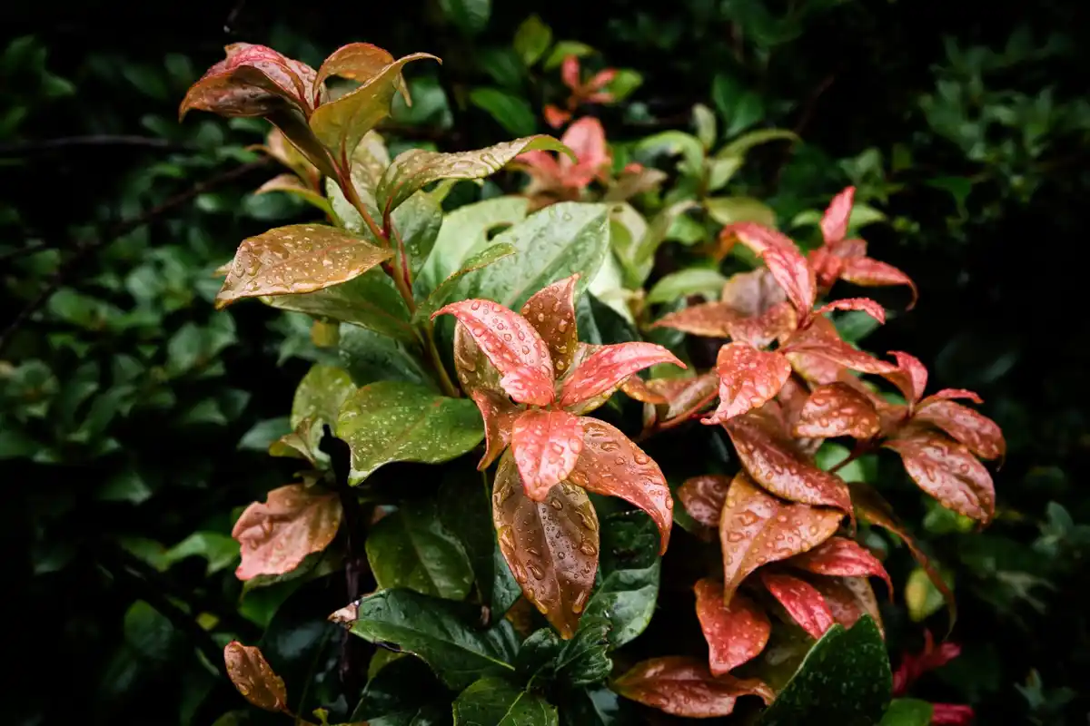 coffee grounds against aphids on plants