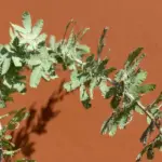 close up of gooseberry bush frost damaged winter