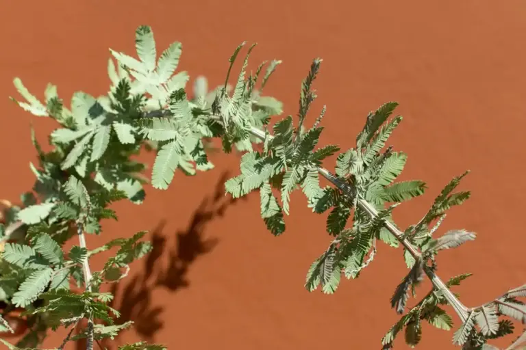 close up of gooseberry bush frost damaged winter