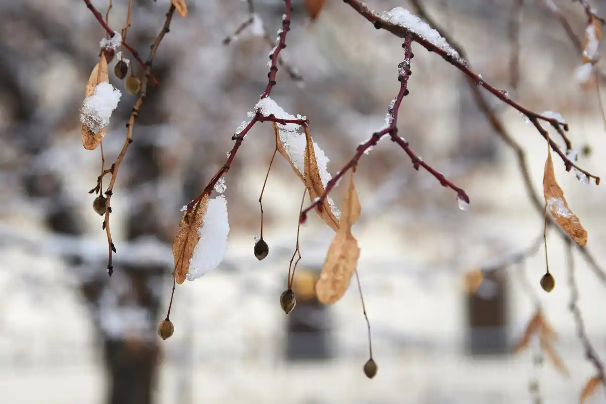 gooseberry bush in winter snow