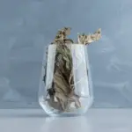 overwatered indoor plant roots closeup