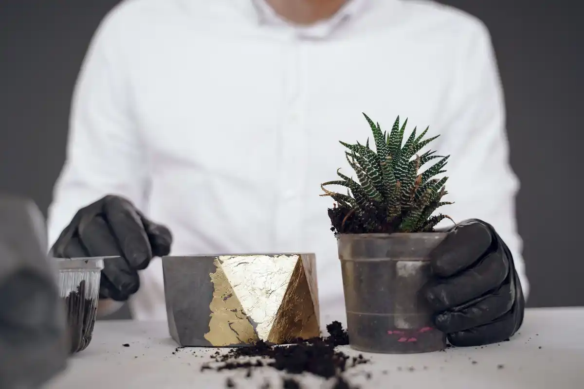 overwatered houseplants roots rot