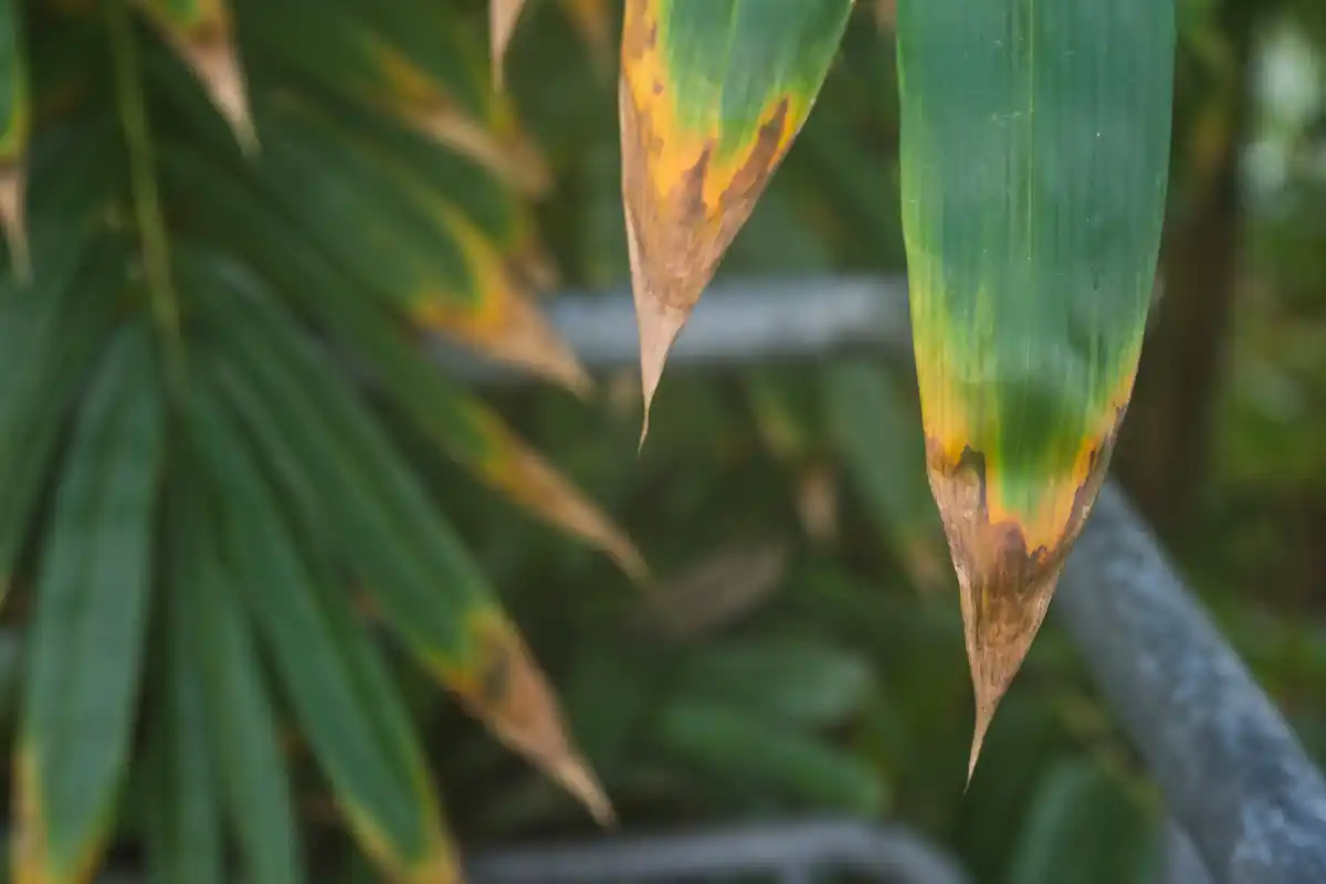 yellowing leaves houseplant overwatering