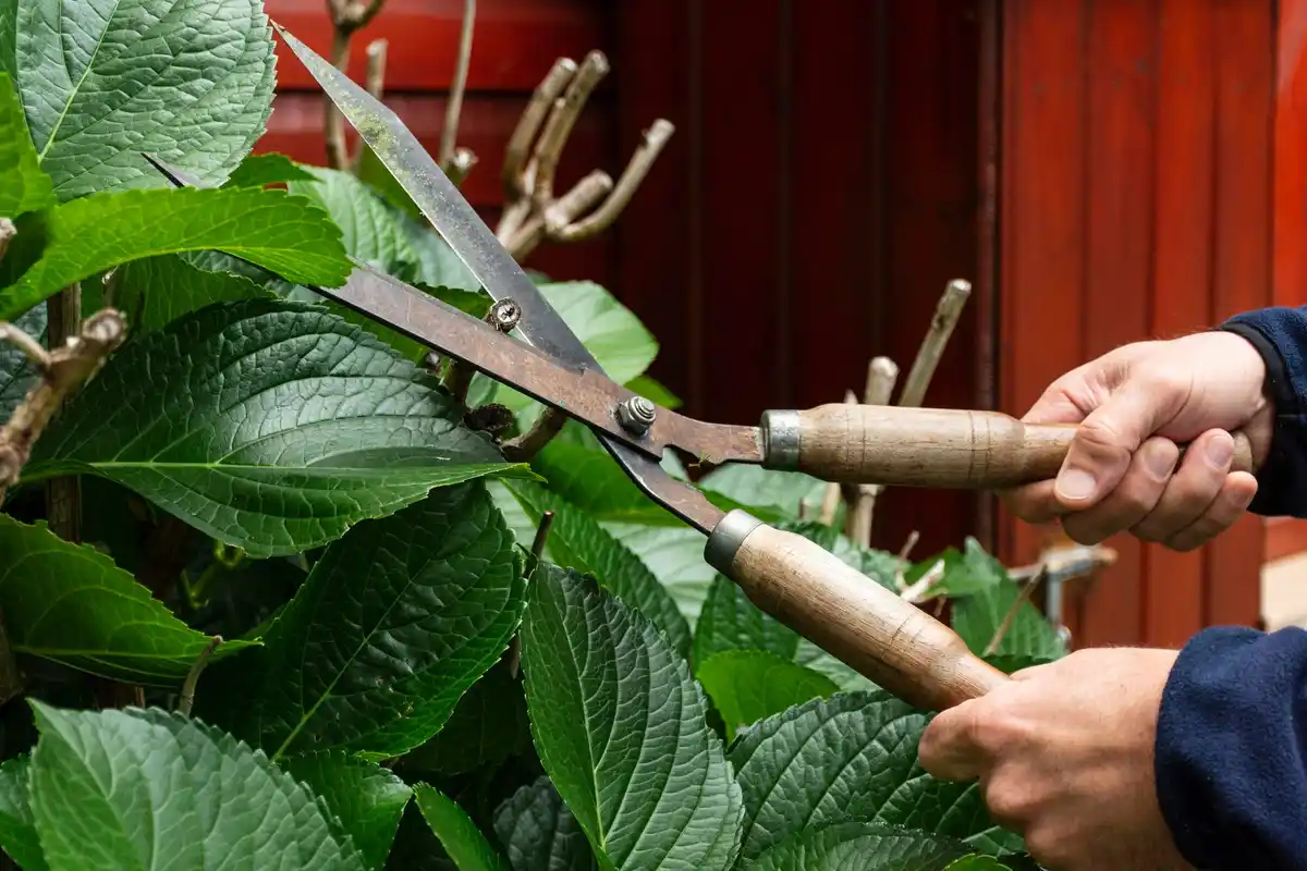 old garden pruners close up czech garden