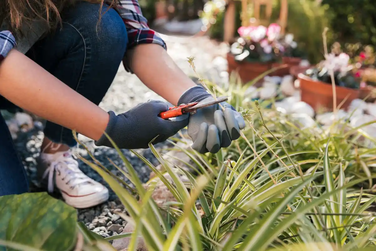 hands using pruners on czech garden bush
