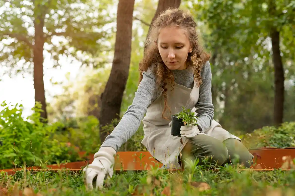 summer fertilizing lawn amateur garden czech